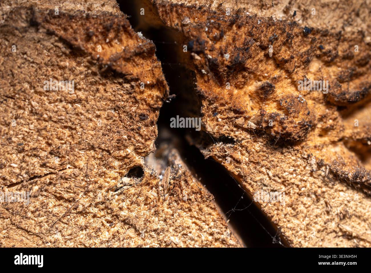 Primo piano di una corteccia bruna di alberi maledetti caratterizzata da una profonda crepa naturale, fibre di legno dettagliate e consistenza ruvida organica. Foto Stock