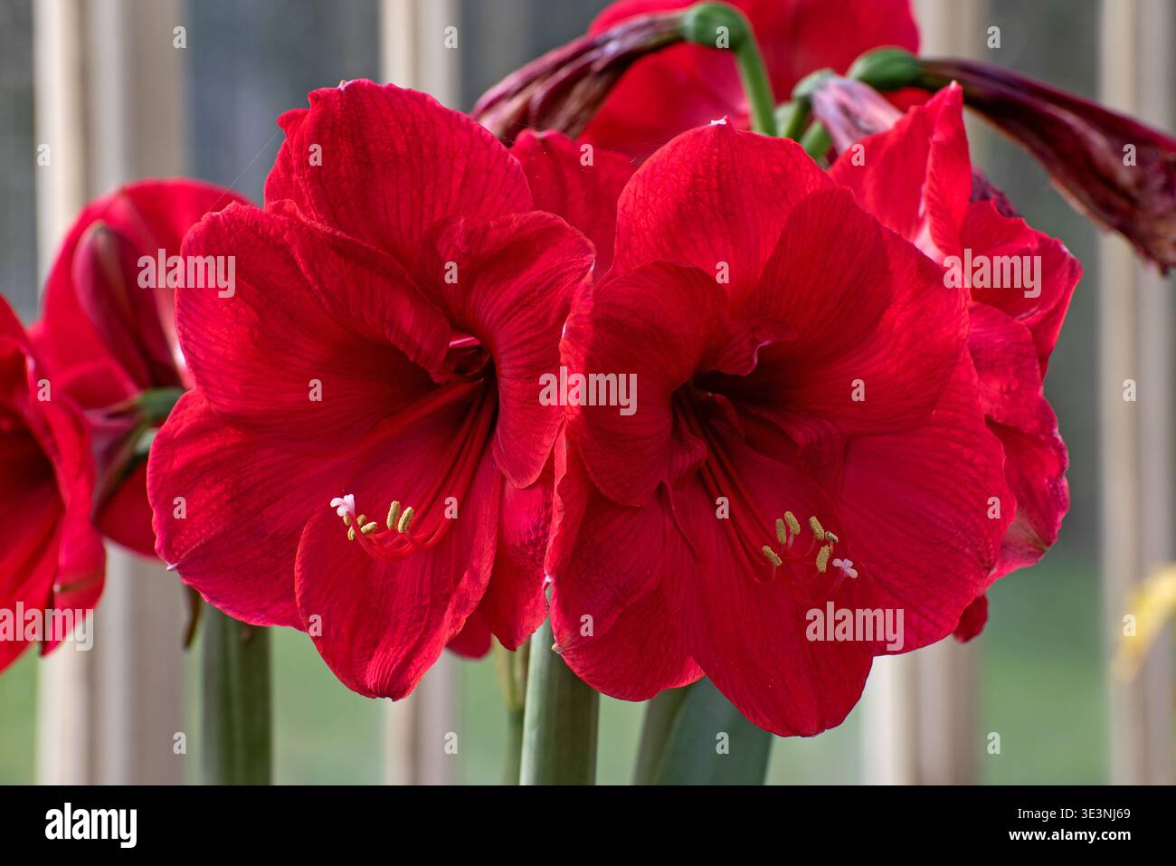 Red Amaryllis, Belladonna Lily, Jersey Lily, Amarillo, Easter Lily Foto Stock