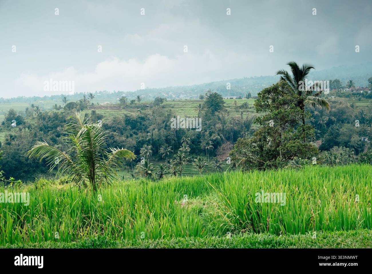 Paesaggio mozzafiato con la lussureggiante vegetazione tropicale sulle montagne di Bali Foto Stock