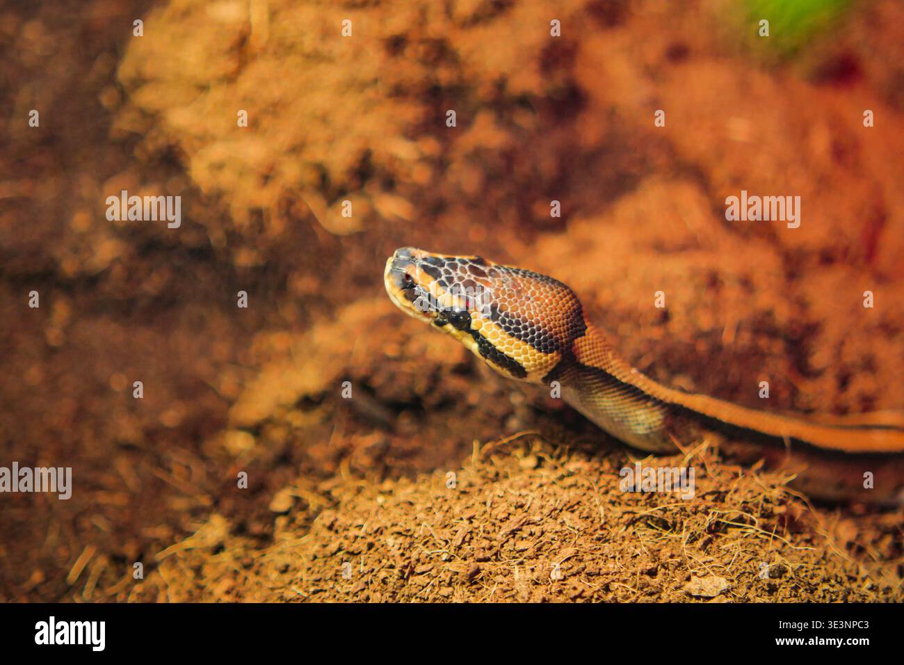 Serpente su terreno marrone in un ambiente naturale vicino alla vegetazione Foto Stock