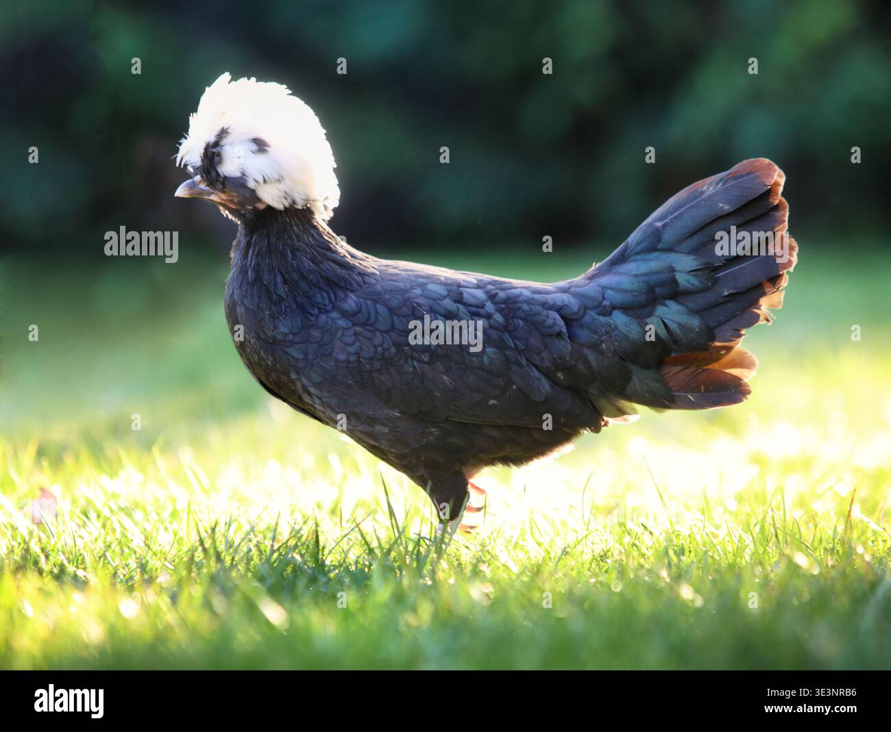 L'allevamento avicolo e il patrimonio riproducono il pollo polacco Holand in piedi sull'erba alla luce del sole che rappresenta un'agricoltura sostenibile e un Husban etico per gli animali Foto Stock
