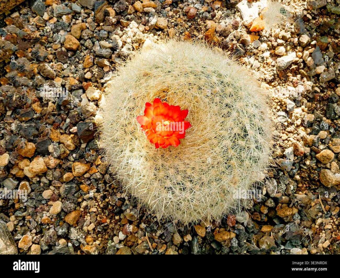 Vivace effetto rosso su Cactus lanuginoso Foto Stock