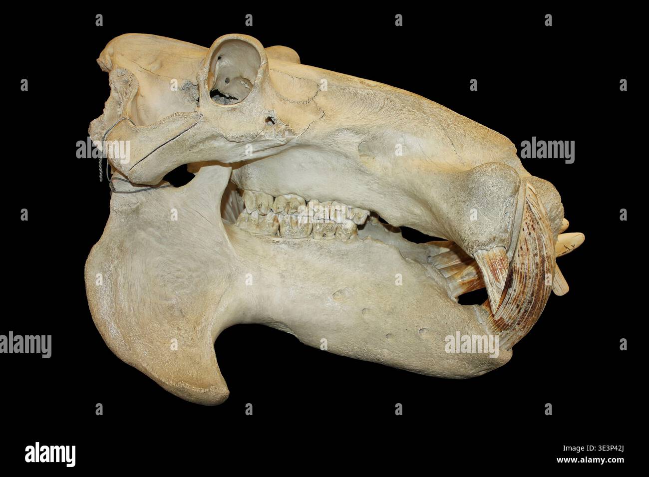 Ippopotamo cranio Foto Stock
