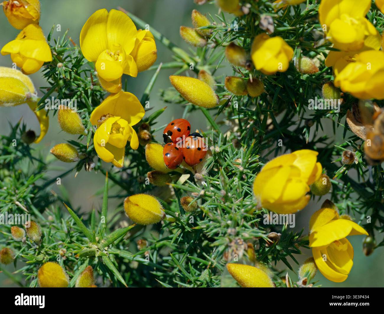 Tre sette coccinelle spot - Coccinella septempunctata nella fioritura del cespuglio di Gorse, primavera di marzo Foto Stock