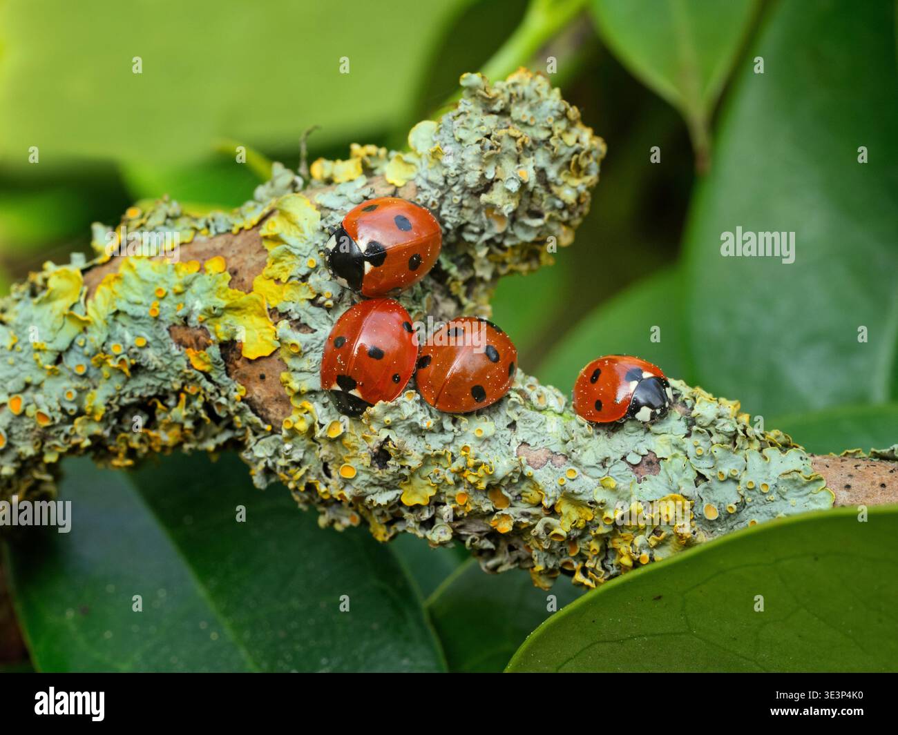 Un gruppo di sette coccinelle spot - Coccinella septempunctata su ramoscello coperto di lichene marzo Spring Foto Stock
