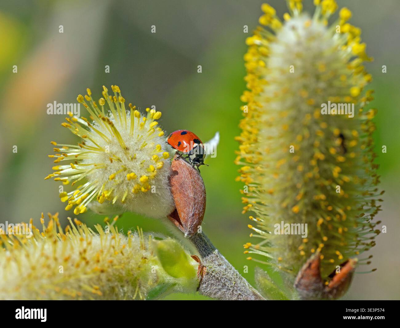 Ladybird a sette punti - Coccinella septempunctata Foto Stock