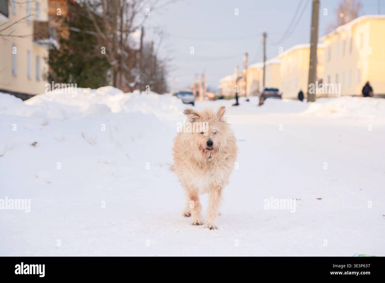 Un vecchio cane randagio all'aperto Foto Stock