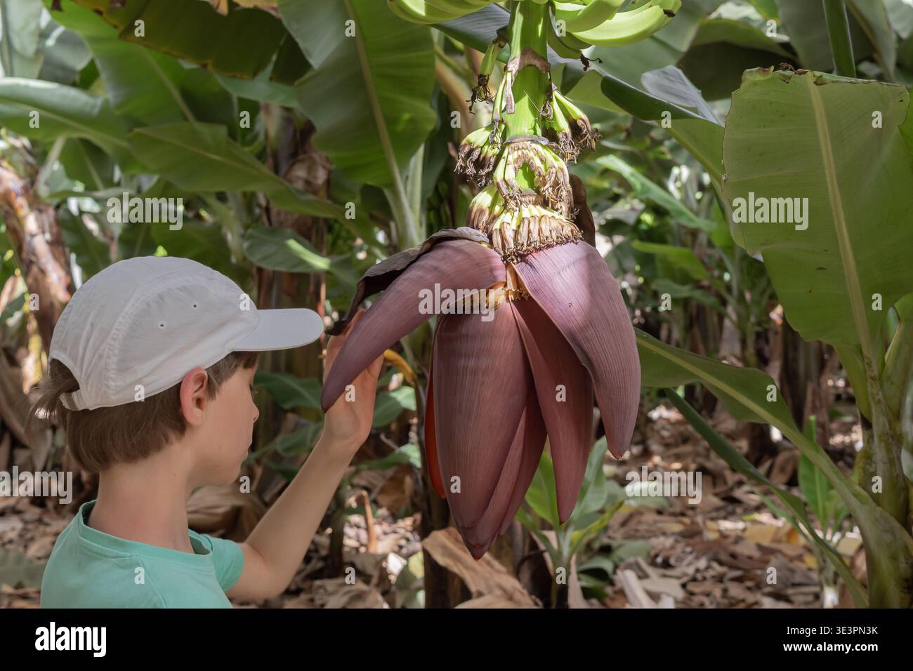 Bambini che esplorano la piantagione di banane a Tenerife Isole Canarie viaggio educativo agricoltura esperienza per bambini Foto Stock