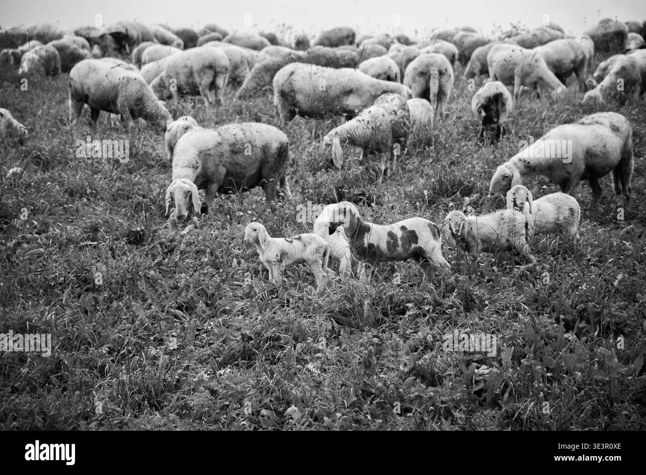 Pecore da pascolo sull'altopiano di Asiago, vicino Vicenza. Foto Stock