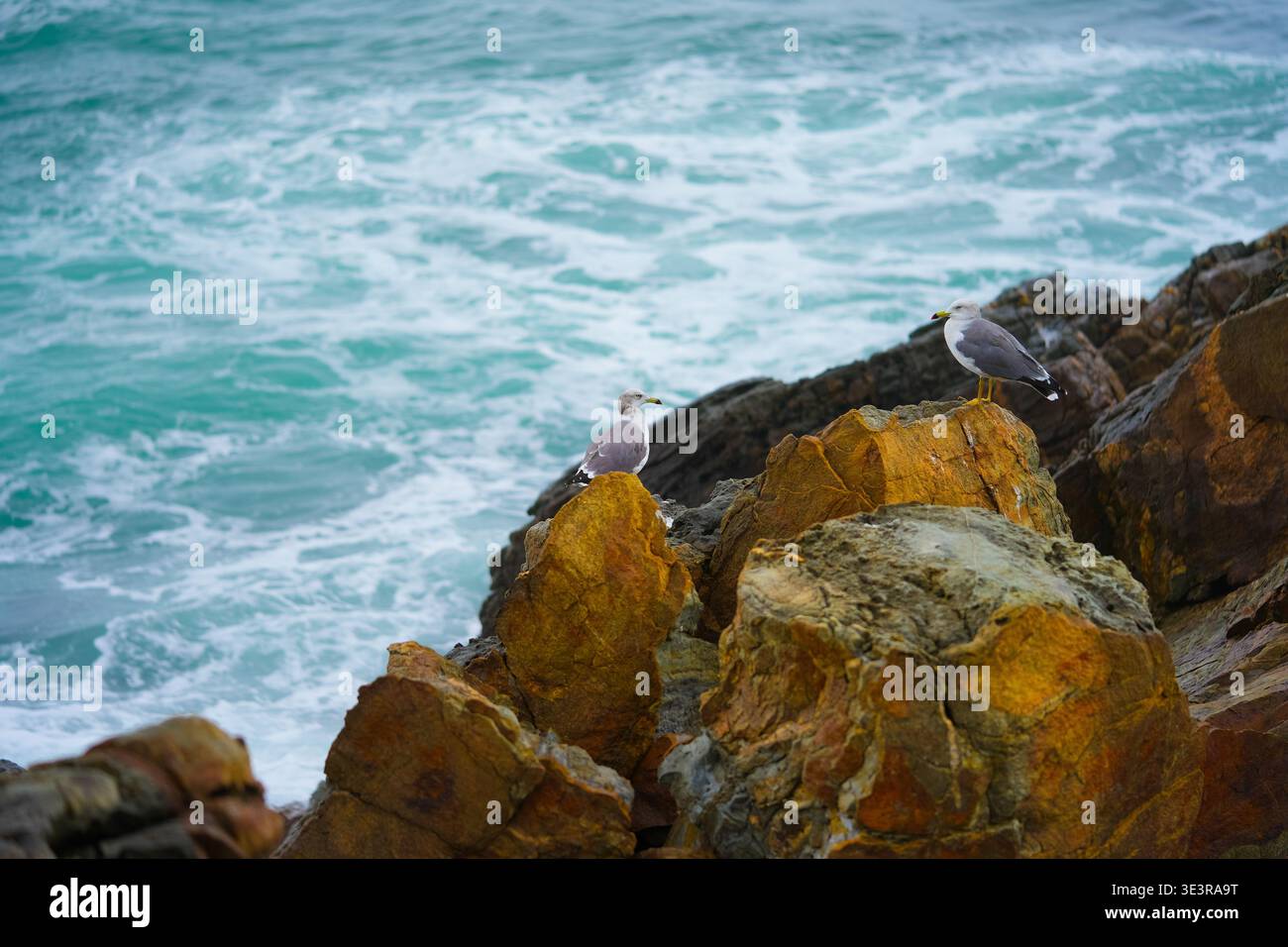 I gabbiani si trovano sulla roccia, nel mare orientale. Corea del Sud Foto Stock
