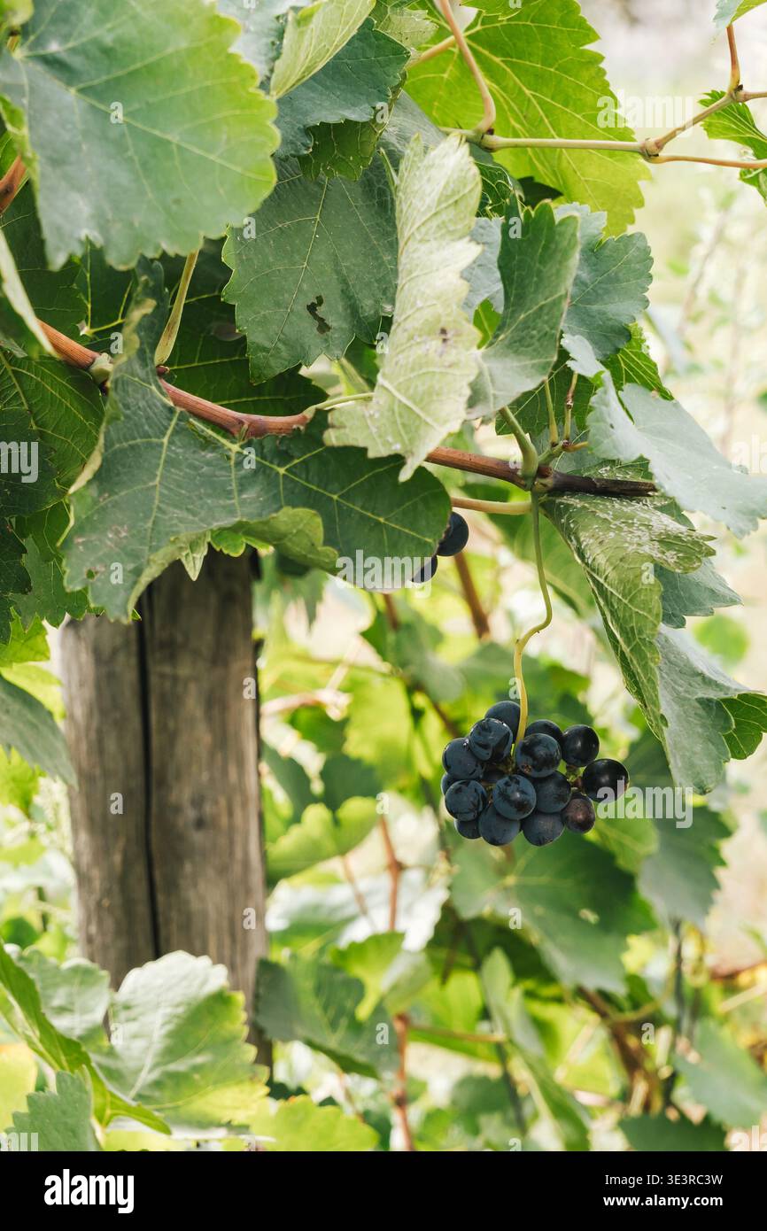 Uva scura matura appesa alla vite con foglie verdi Foto Stock