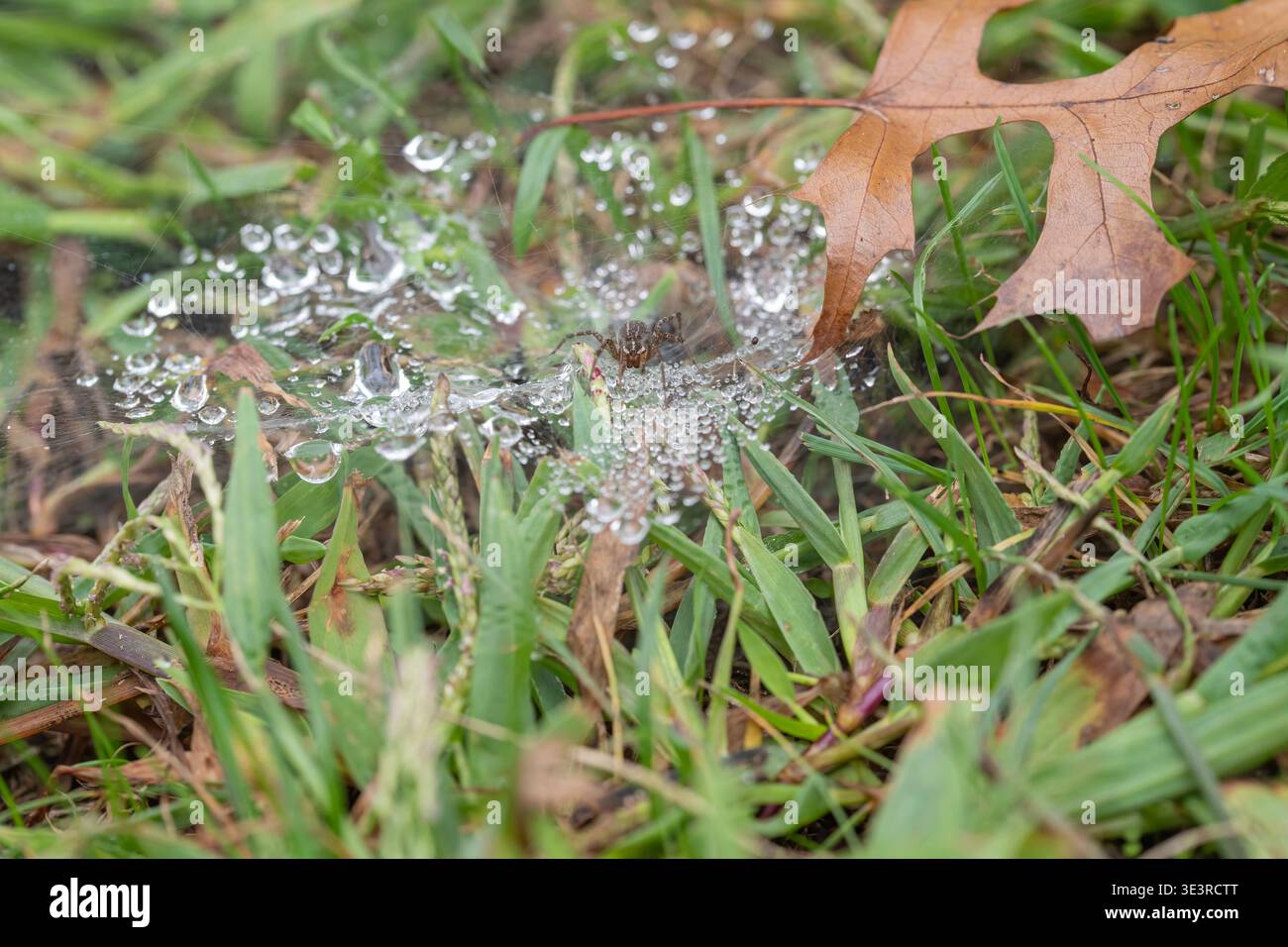 Grass Spider si arrampica sulle bolle d'acqua che coprono la sua rete Foto Stock