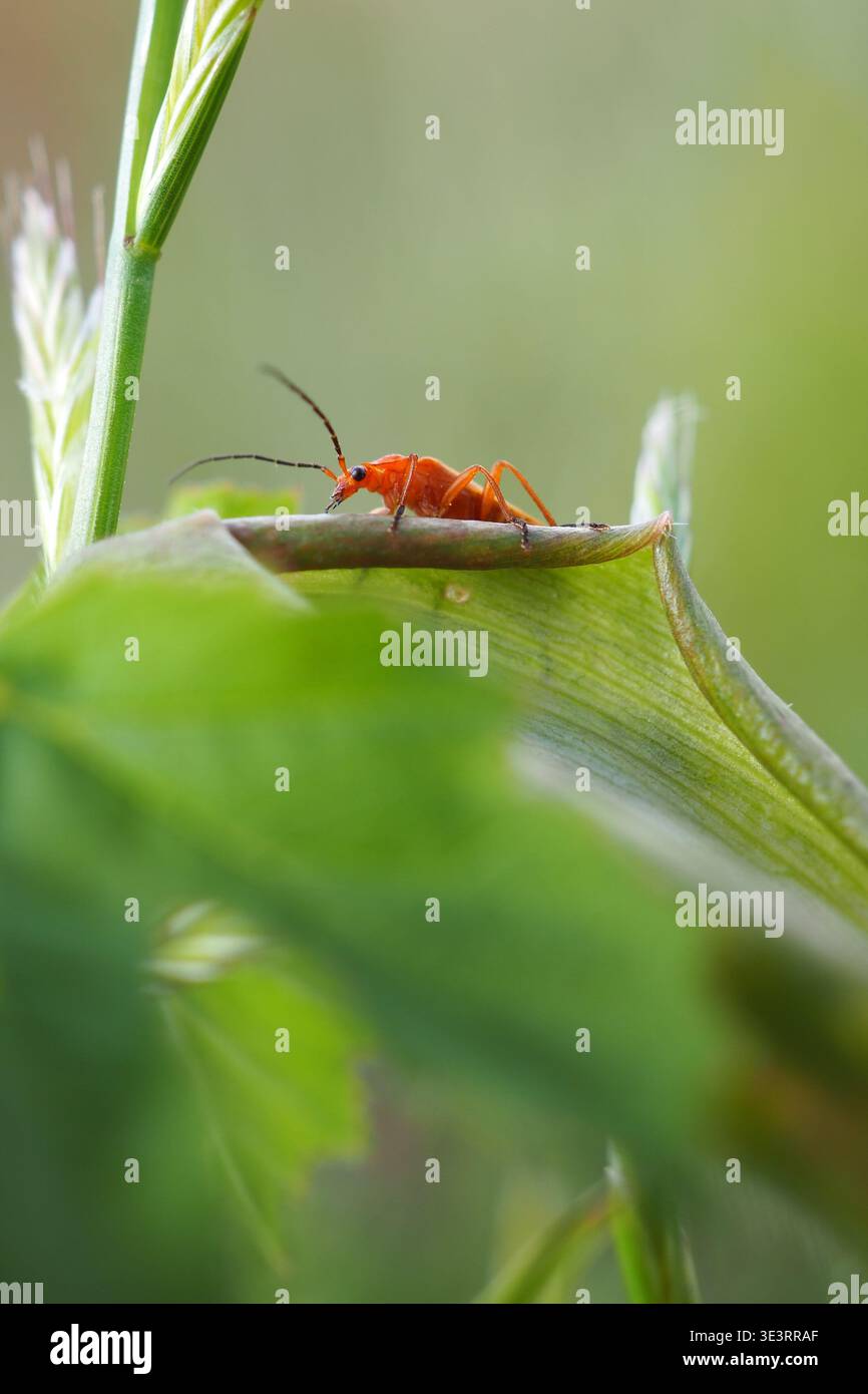 Scarabeo rosso comune da soldato (Rhagonycha fulva) su macro a foglia verde con bassa profondità di campo Foto Stock
