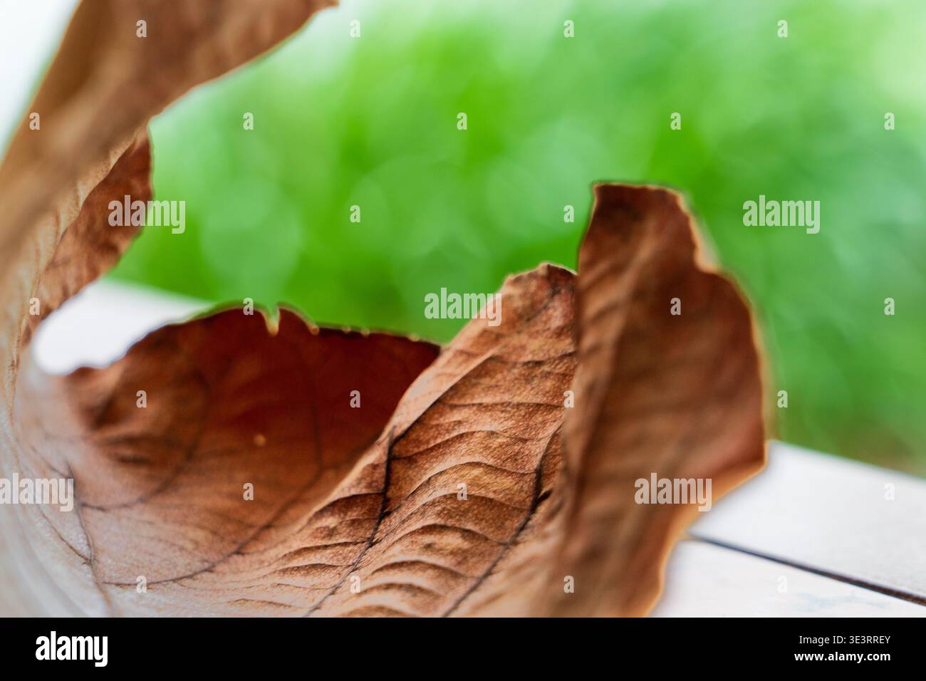Le intricate vene e le calde consistenze marroni di una foglia autunnale arricciata e secca. Foto Stock