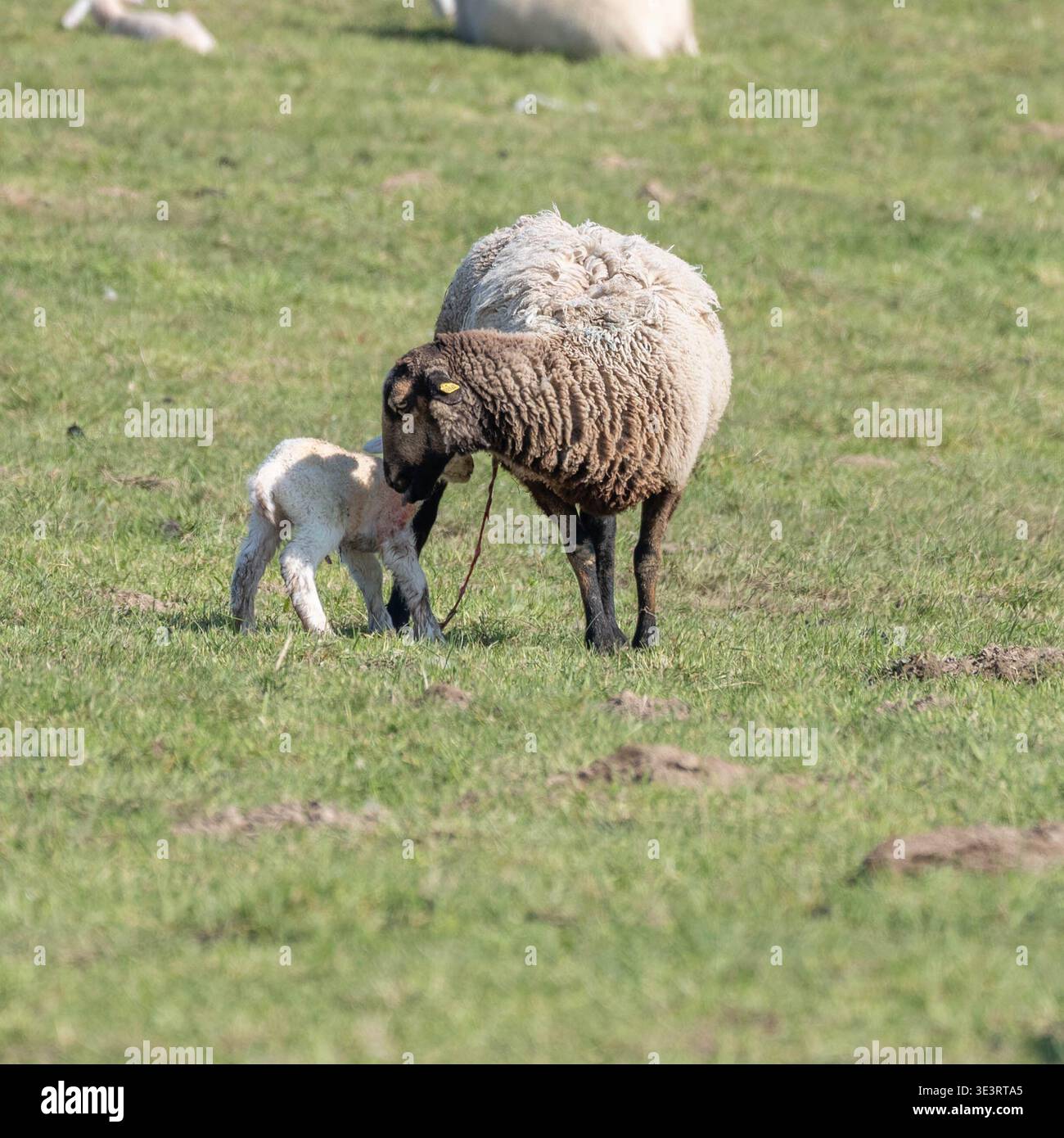 L'agnello appena nato con sua madre - preso pochi minuti dopo la nascita - cercando di stare in piedi e bere. Foto di alta qualità Foto Stock