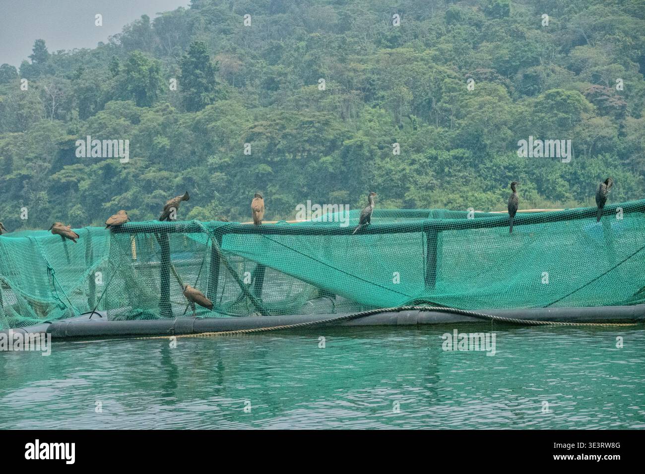 Grandi cormorani sul lago Kivu, Cyangugu (Rusizi), Ruanda Foto Stock