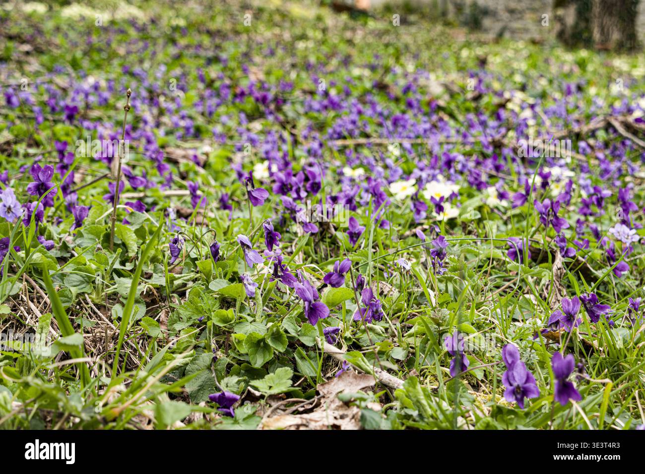 Un prato di primrose viola e gialle sulle montagne Foto Stock