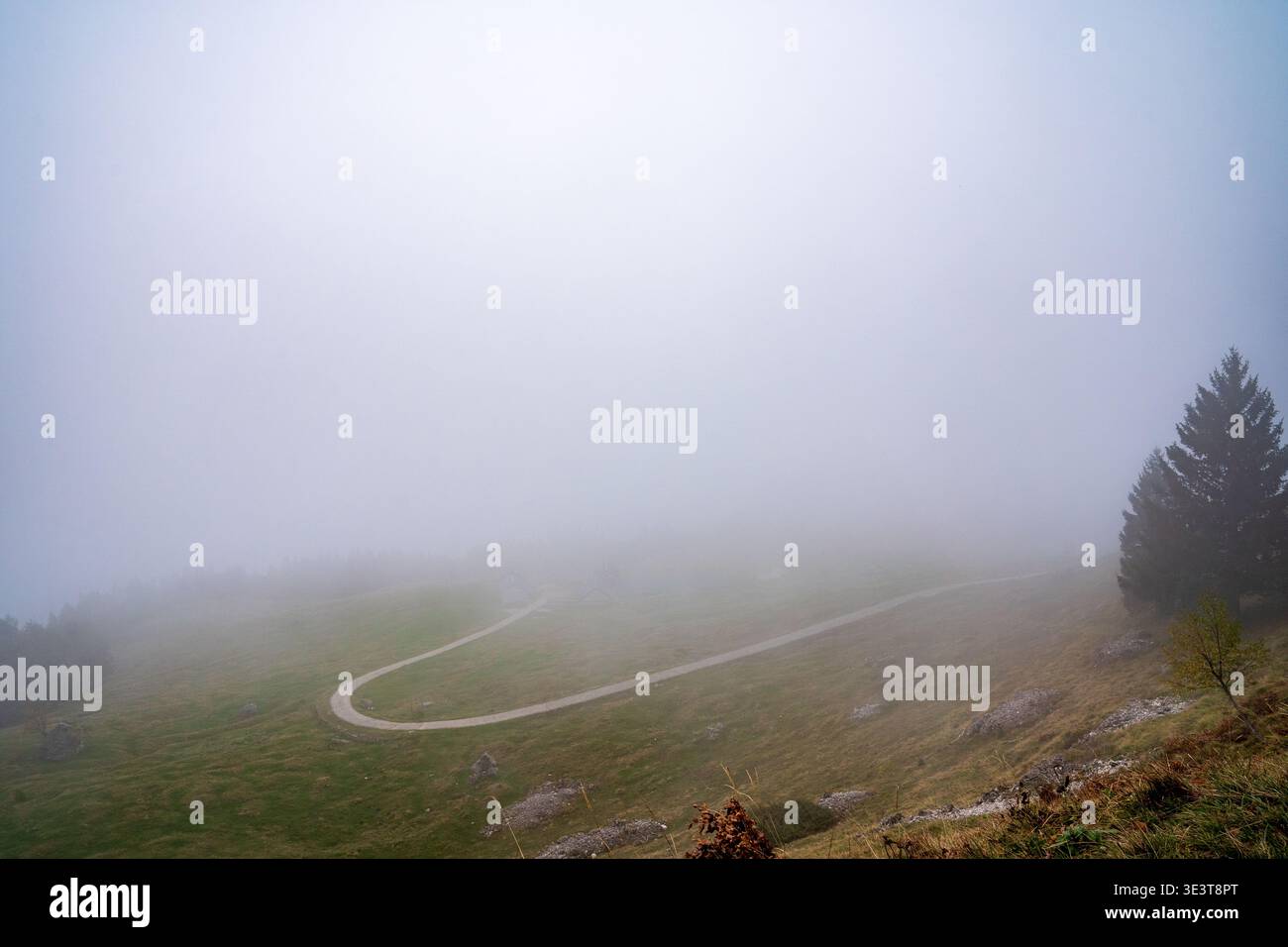 Una strada asfaltata si snoda tra i pascoli alpini del Monte Grappa, parzialmente nascosti dalla fitta nebbia mattutina. Un abete rosso solitario si trova sul fianco della collina, cre Foto Stock