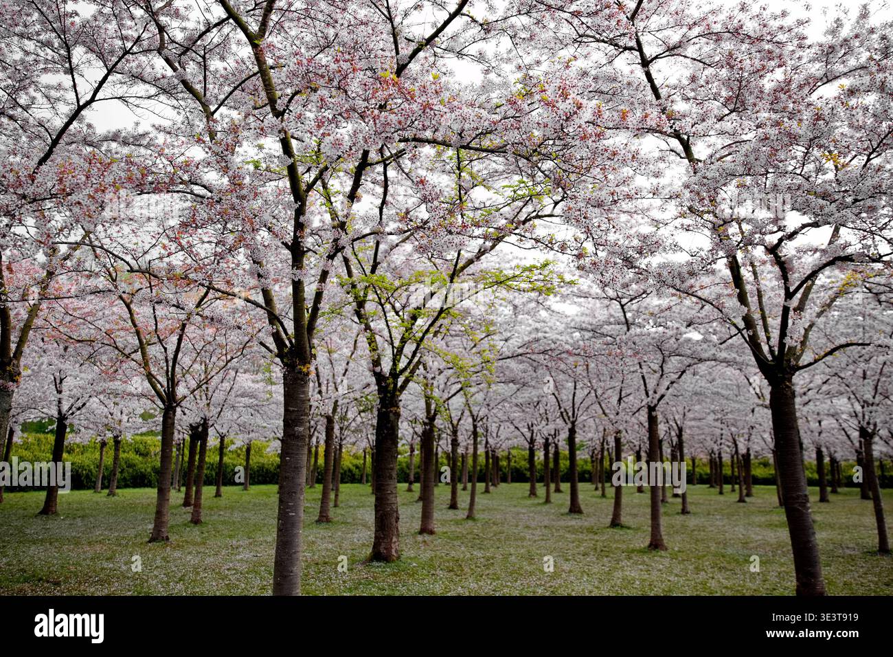 File di ciliegi in piena fioritura a Bloesempark, Het Amsterdamse Bos, Amsterdam, Paesi Bassi, formano un baldacchino pastello sopra l'erba primaverile sottostante. Foto Stock