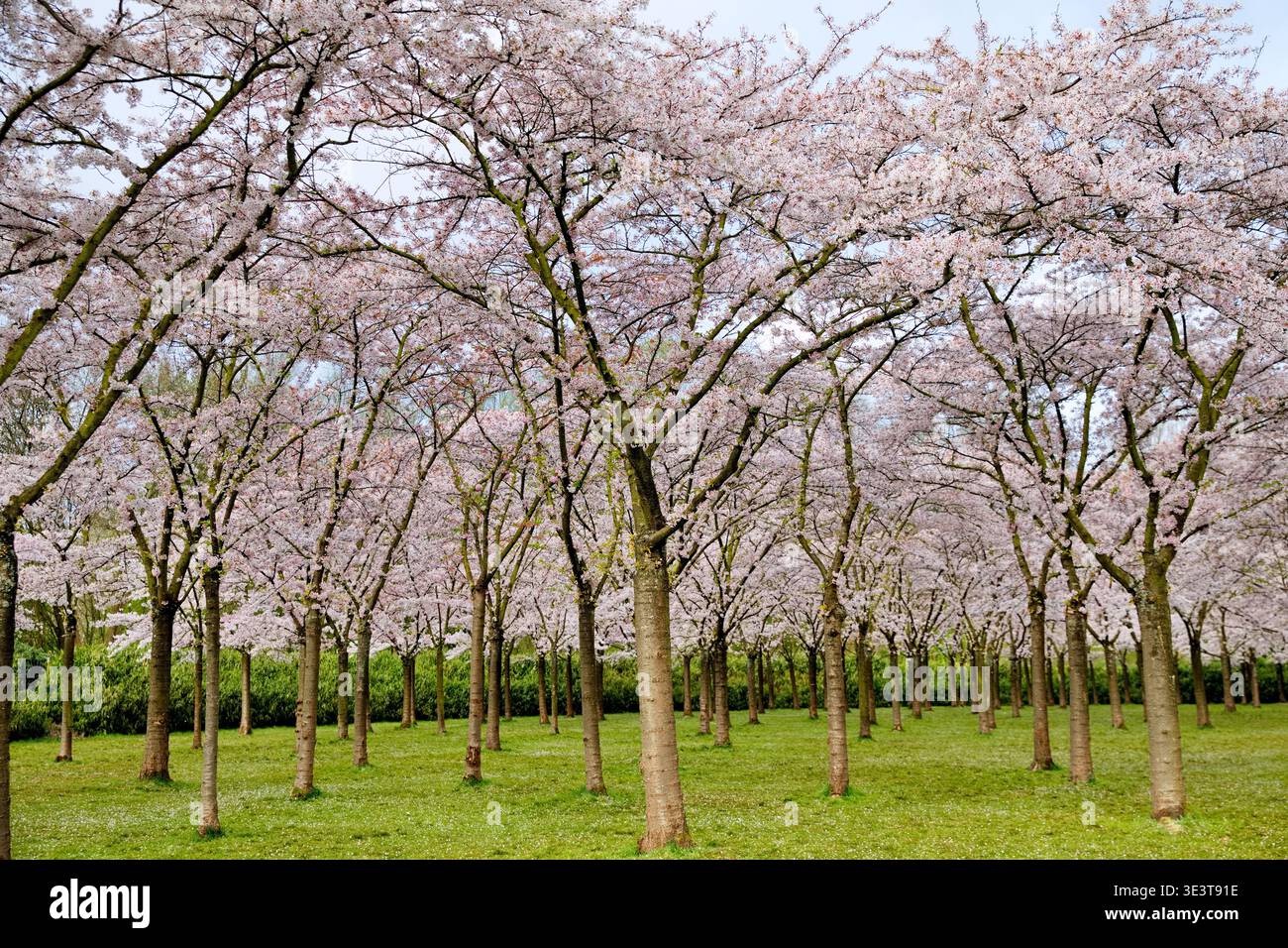 Alberi di ciliegio in fiore sparsi per il Bloesempark a Het Amsterdamse Bos, Amsterdam, Paesi Bassi, con fiori rosa pallido che si arroccano sopra l'erba verde fresca. Foto Stock