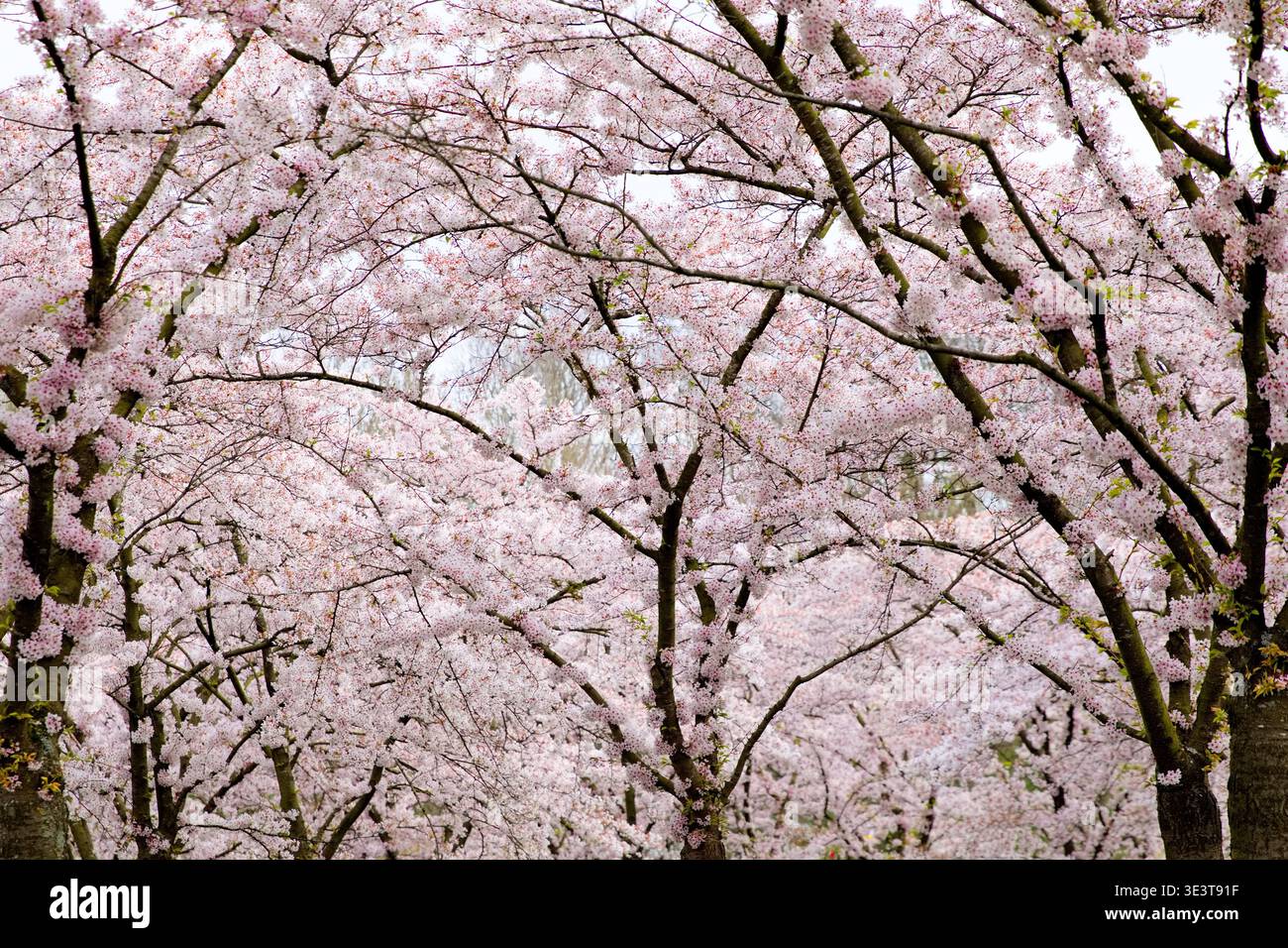 I fitti rami in fiore di ciliegio riempiono la cornice del Bloesempark di Het Amsterdamse Bos, Amsterdam, Paesi Bassi, creando un soffice baldacchino rosa. Foto Stock
