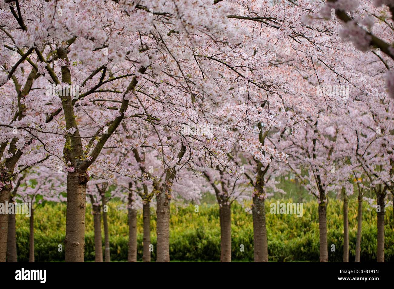 I ciliegi pesanti di fiori rosa pallido si trovano in fila al Bloesempark di Het Amsterdamse Bos, Amsterdam, Paesi Bassi, accanto ai bassi arbusti verdi del parco. Foto Stock