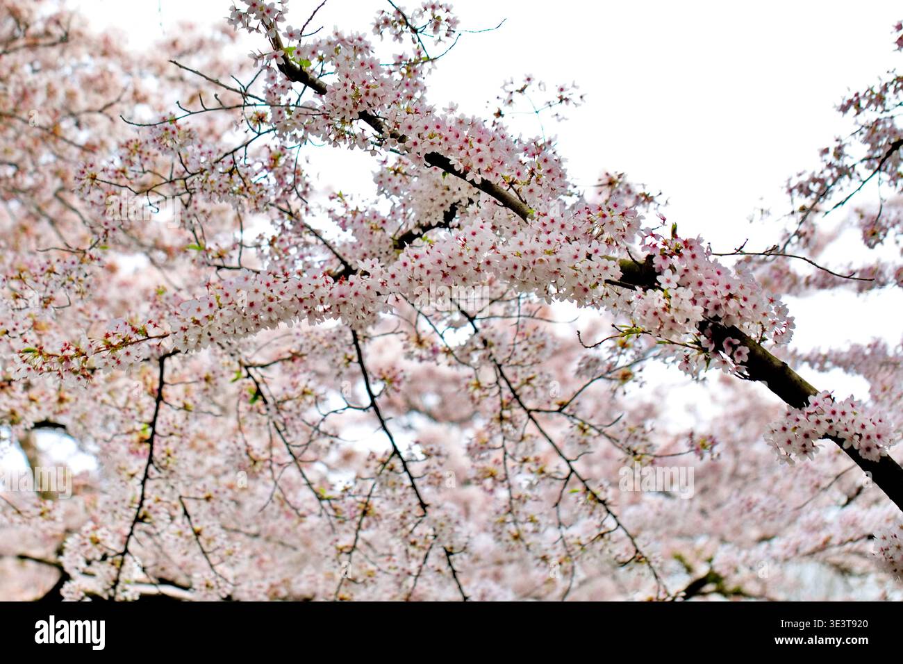 I grappoli di ciliegi fioriscono lungo un ramo del Bloesempark a Het Amsterdamse Bos, Amsterdam, Paesi Bassi, contro un cielo primaverile chiaro e luminoso. Foto Stock