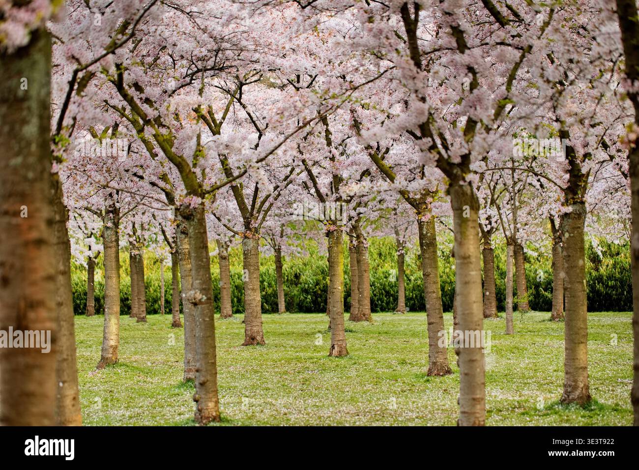File di alberi di ciliegio in fiore riempiono il Bloesempark a Het Amsterdamse Bos, Amsterdam, Paesi Bassi, con fiori pallidi sopra l'erba e arbusti verdi tagliati. Foto Stock