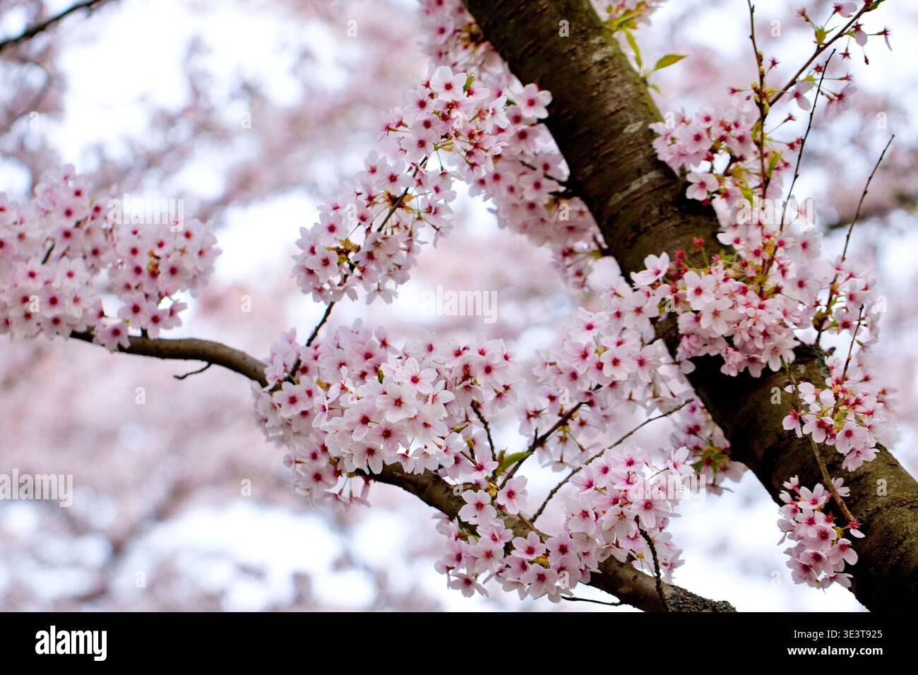 I fiori di ciliegio rosa pallido si raggruppano lungo i rami scuri del Bloesempark a Het Amsterdamse Bos, Amsterdam, Paesi Bassi, contro un cielo leggermente sfocato. Foto Stock
