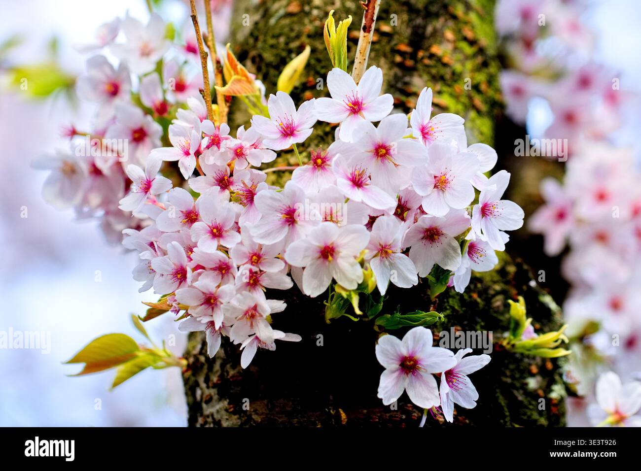 Un ravvicinato mostra i fiori di ciliegio pallidi che fioriscono da un tronco di albero muscoloso al Bloesempark di Het Amsterdamse Bos, Amsterdam, Paesi Bassi, in primavera. Foto Stock