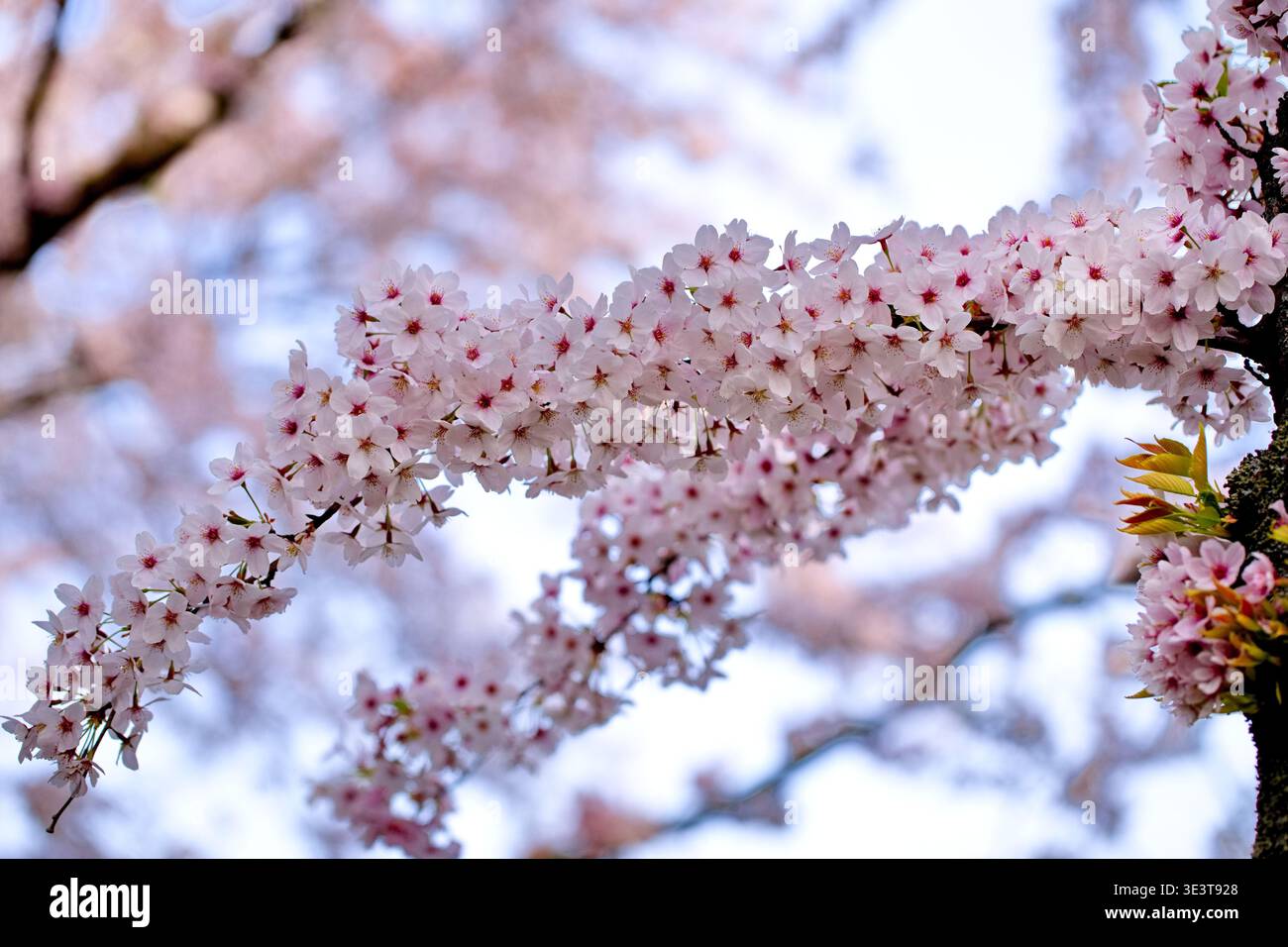 Un lungo ramo fiancheggiato da fiori di ciliegio pallido si estende attraverso il telaio a Bloesempark in Het Amsterdamse Bos, Amsterdam, Paesi Bassi, in primavera. Foto Stock
