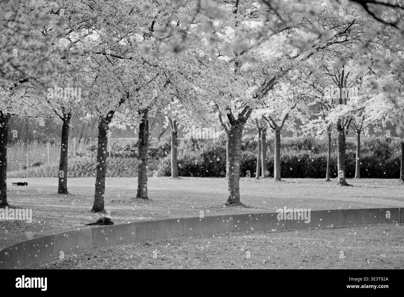Alberi di ciliegio monocromatici in fiore si stagliano oltre una panchina curva al Bloesempark di Het Amsterdamse Bos, Amsterdam, Paesi Bassi, con petali cadenti. Foto Stock