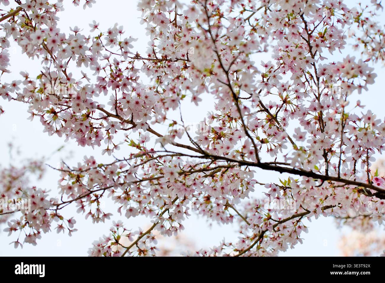 Fiori di ciliegio pallidi e rami sottili si diffondono in un cielo luminoso al Bloesempark di Het Amsterdamse Bos, Amsterdam, Paesi Bassi, con foglie fresche. Foto Stock