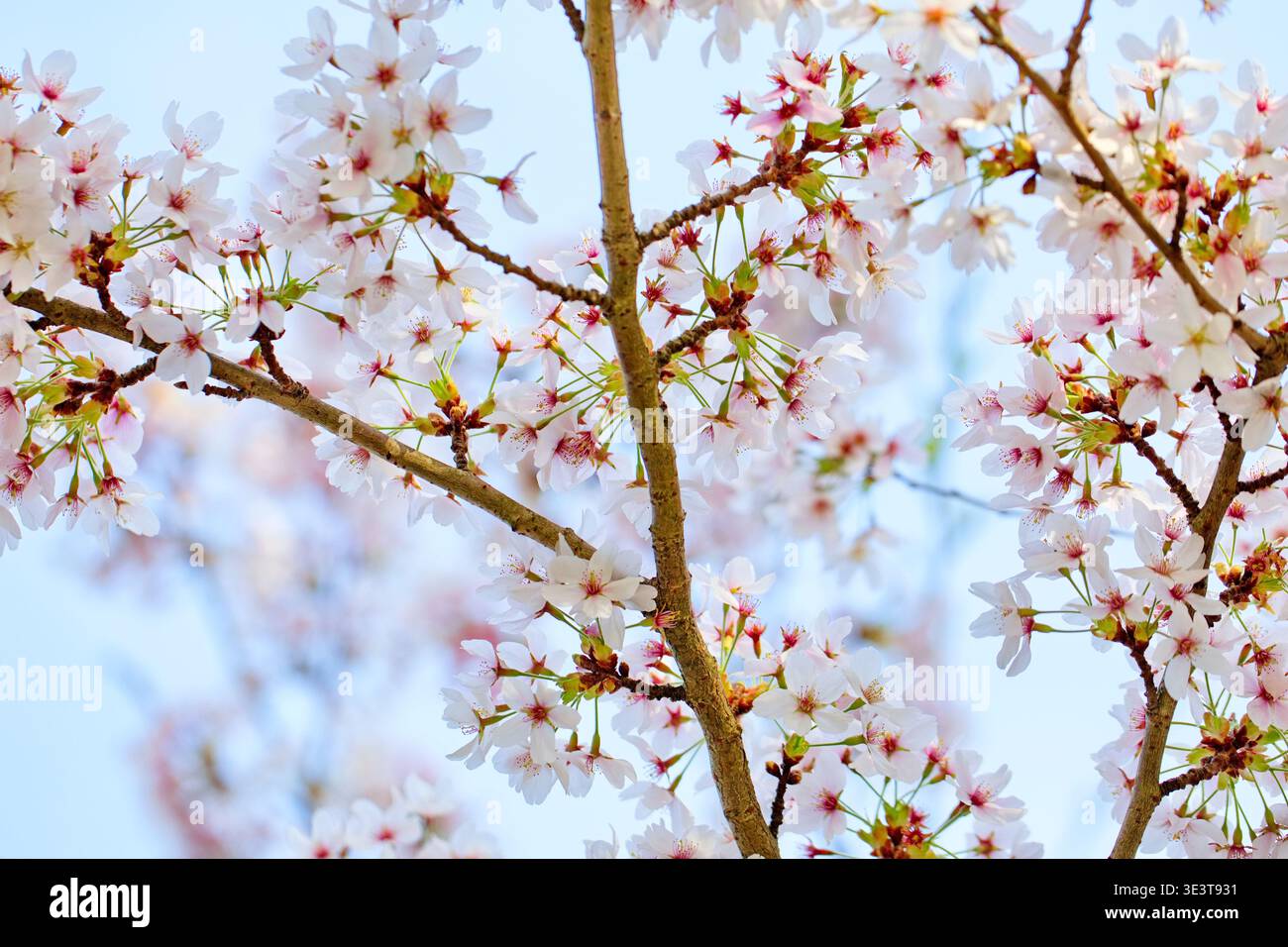 I fiori di ciliegio pallido si diffondono tra i rami sottili di Bloesempark a Het Amsterdamse Bos, Amsterdam, Paesi Bassi, contro un cielo molle blu morbido. Foto Stock