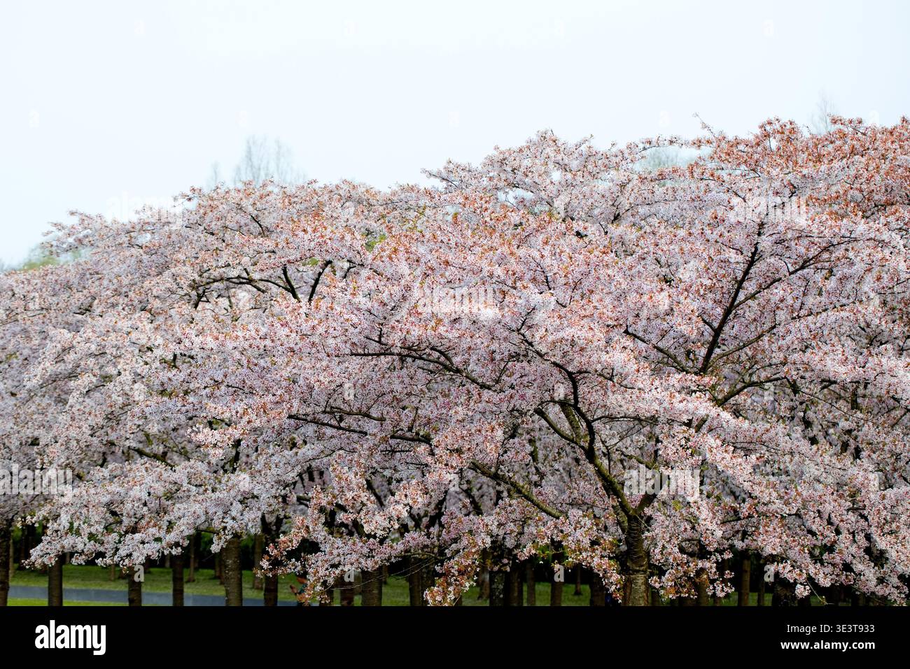 Un'ampia tettoia di alberi di ciliegio in fiore riempie la cornice del Bloesempark a Het Amsterdamse Bos, Amsterdam, Paesi Bassi, sotto un luminoso cielo primaverile pallido. Foto Stock