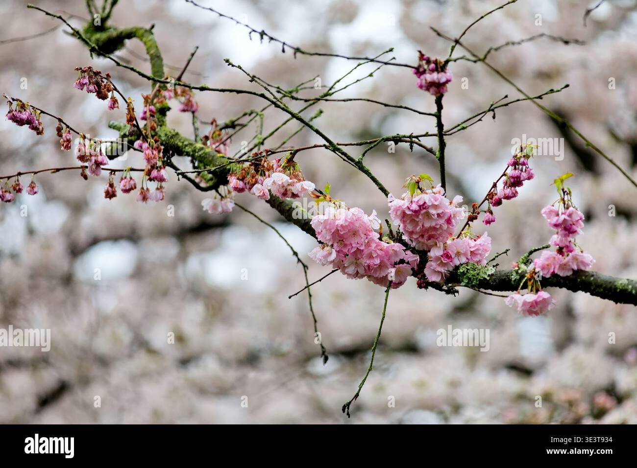 I grappoli di ciliegi rosa pendono da un ramo di muschio al Bloesempark di Het Amsterdamse Bos, Amsterdam, Paesi Bassi, su un morbido sfondo sfocato. Foto Stock