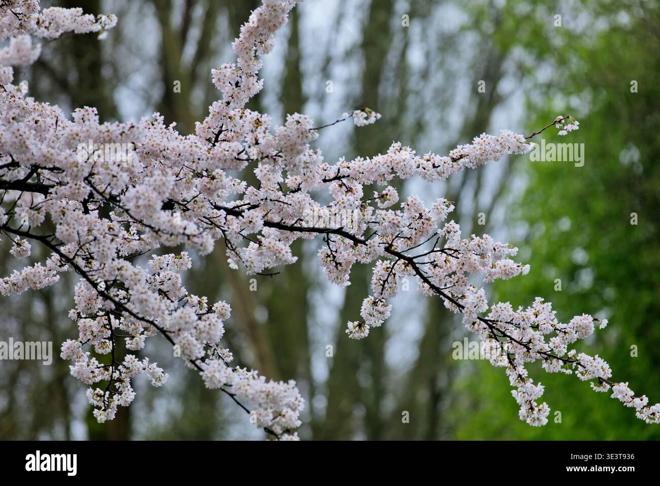 Un ramo ricoperto di fiori si estende attraverso la cornice di Bloesempark a Het Amsterdamse Bos, Amsterdam, Paesi Bassi, con alberi verdi sullo sfondo. Foto Stock