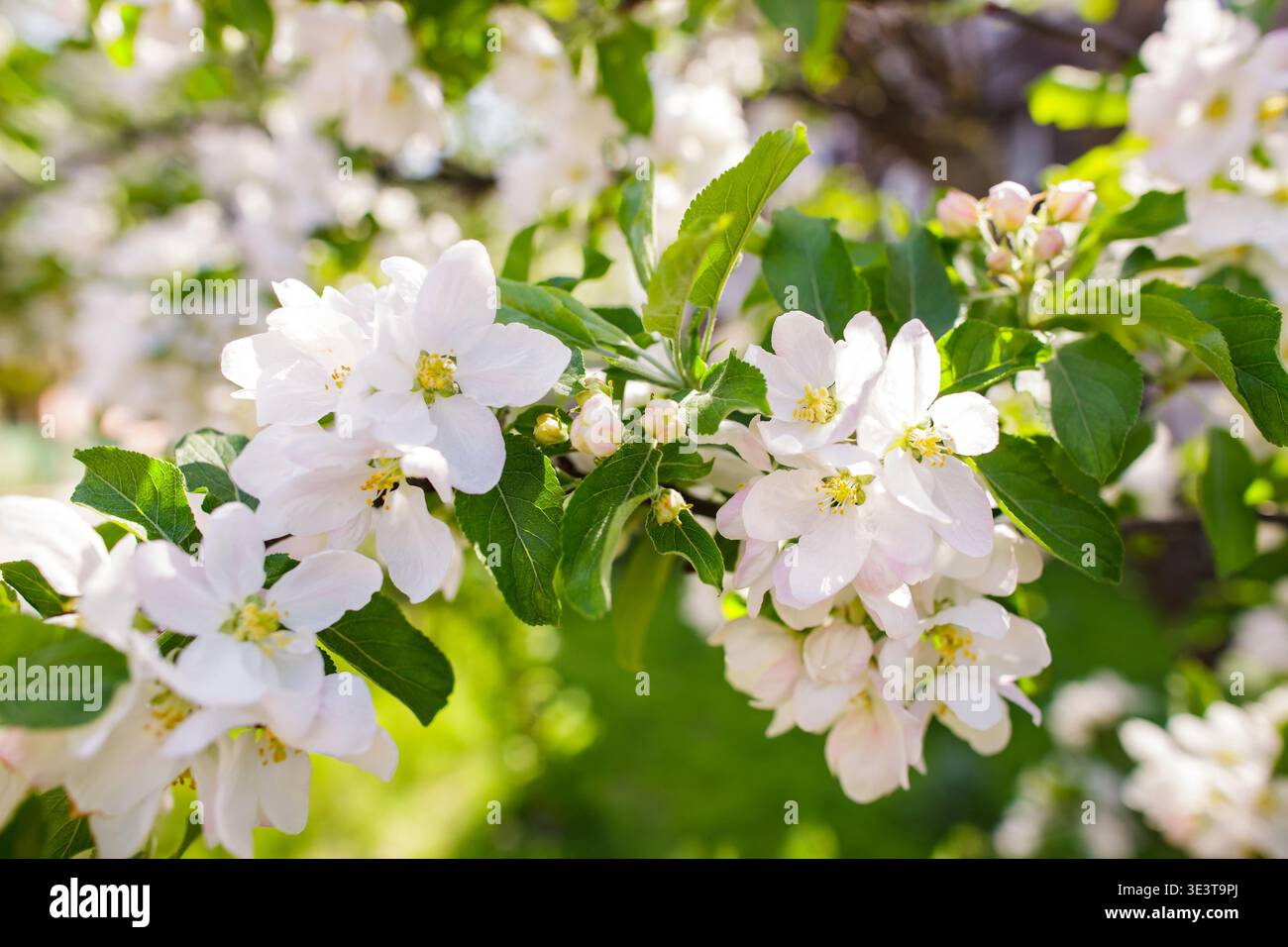 Lussureggiante ramo di melo fiorito con fiori bianchi in un giardino di primavera soleggiato. Foto Stock
