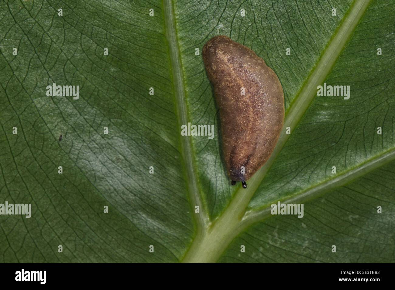 Pancake slug (Veronicella sloanei) in movimento di notte nella foresta di pianura, Santa Lucia, Indie occidentali, febbraio. Foto Stock