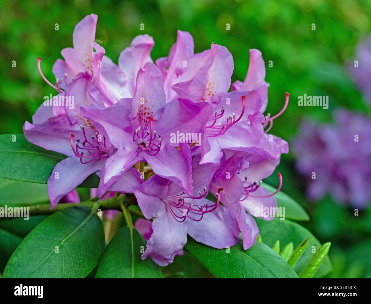 Primo piano dei fiori viola della rosa alpina, Foto Stock