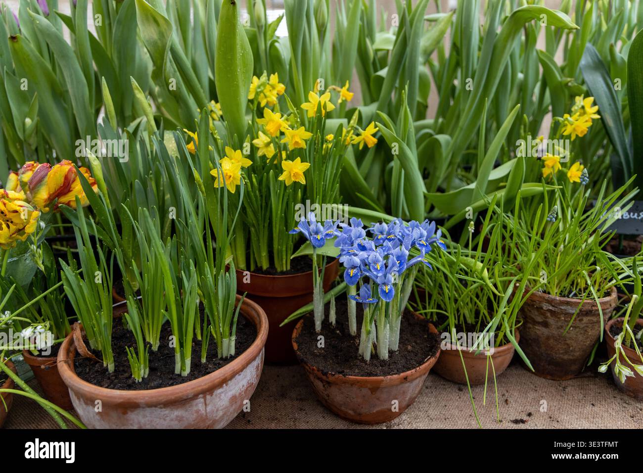 Piccoli fiori primaverili nel giardino. Minuscoli iridi viola-blu in una pentola di argilla, iris reticulata o nana iris, pianta bulbosa Foto Stock