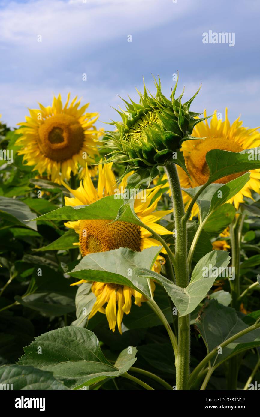 Vista ravvicinata di un girasole non aperto Foto Stock