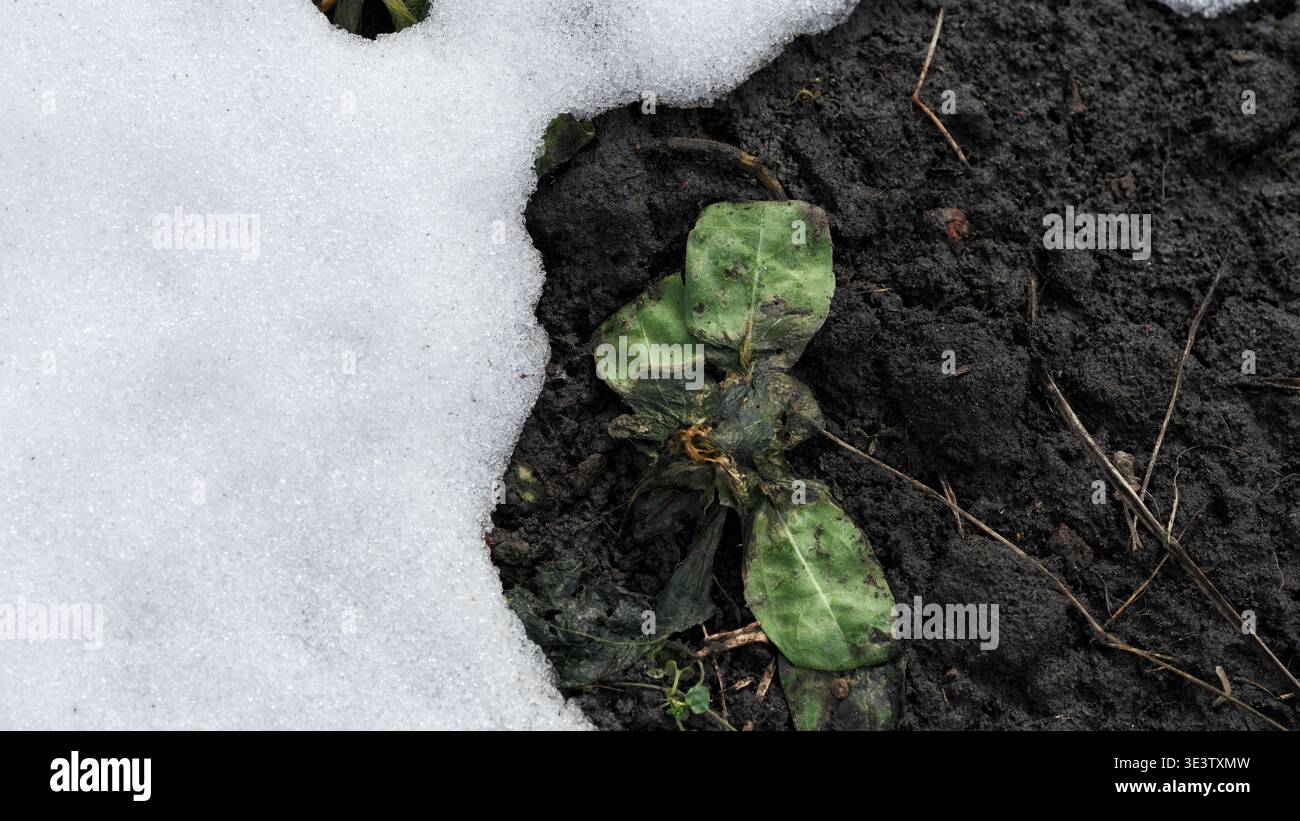 La pianta verde danneggiata dell'anno precedente emerge dal suolo scuro quando la neve invernale si scioglie all'inizio della primavera. Primo piano. Foto Stock