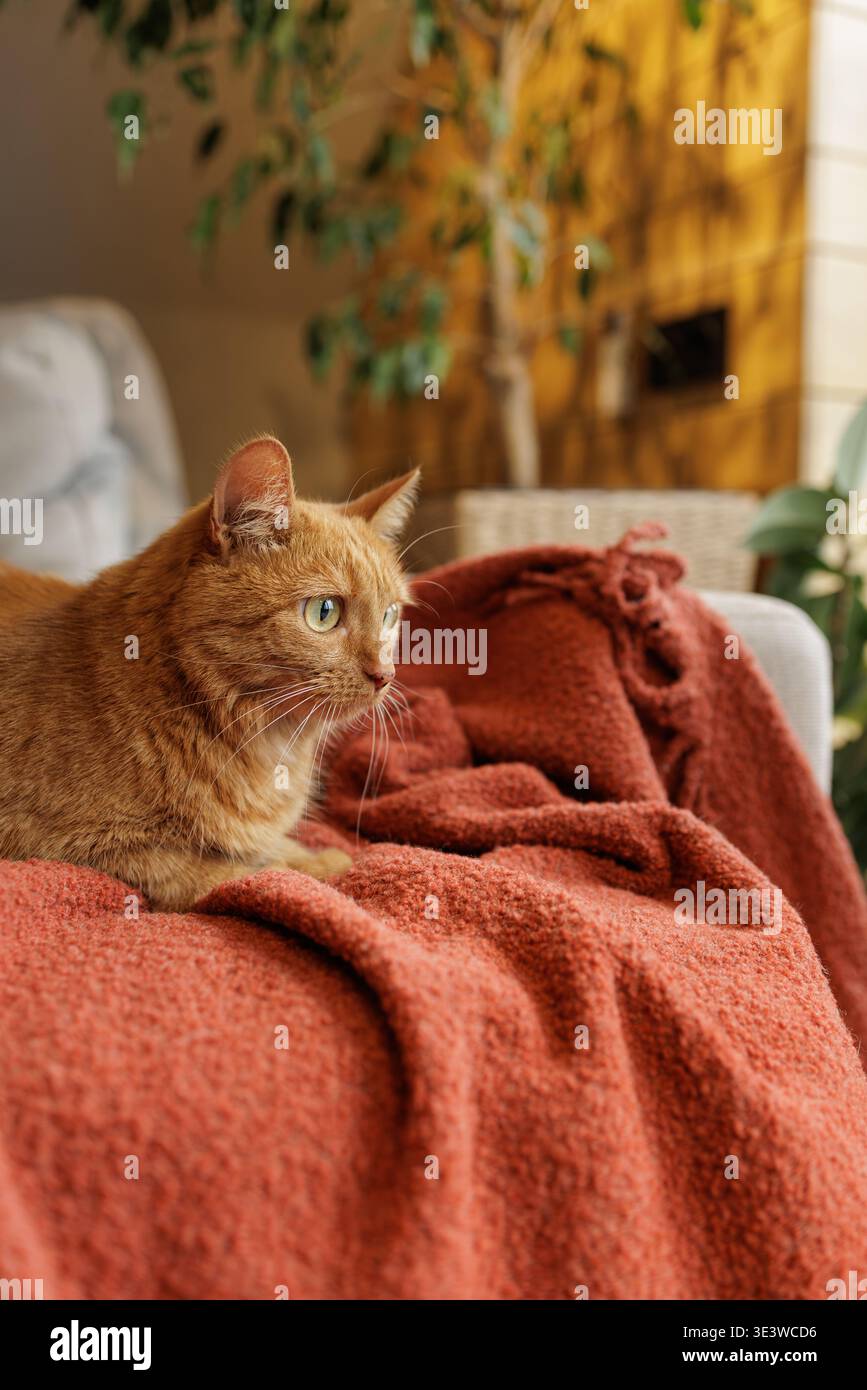 Gatto dello zenzero disteso su una coperta rossa testurizzata sul divano negli interni della casa. Ideale per pubblicità di animali domestici, concetti di vita accogliente e comfort domestico Foto Stock