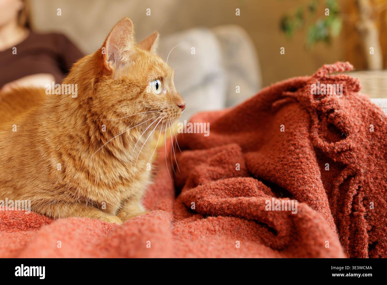 Gatto dello zenzero disteso su una coperta testurizzata negli interni della casa. Ideale per la pubblicità sullo stile di vita degli animali domestici, concetti di comfort e immagini accoglienti per l'ambiente interno. Foto Stock