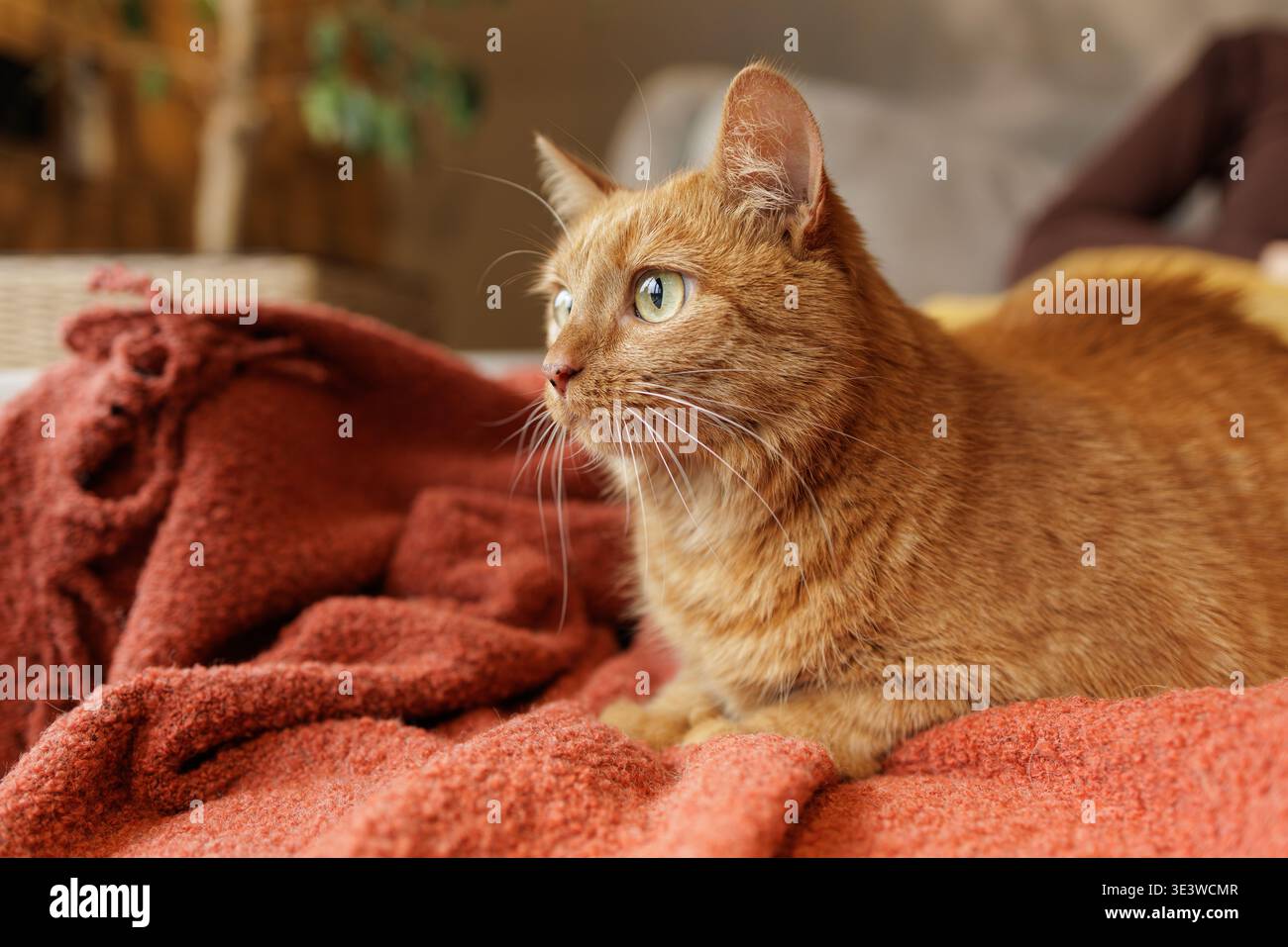 Gatto dello zenzero disteso su una coperta morbida in interni che guarda da parte. Ideale per la pubblicità sullo stile di vita degli animali domestici, concetti di comfort per la casa e immagini accoglienti per la vita domestica. Foto Stock