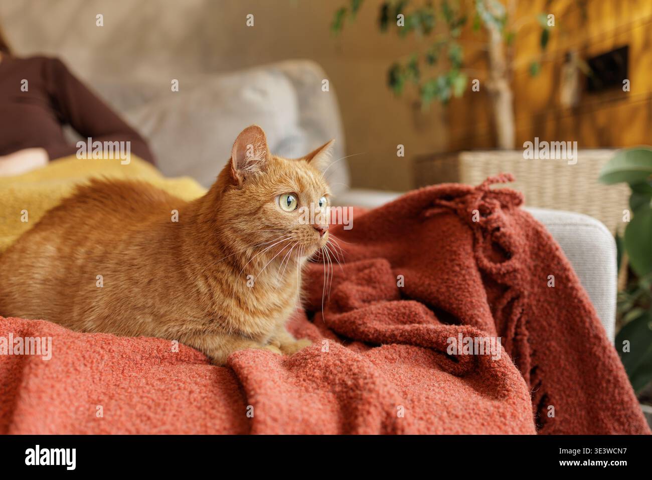 Gatto dello zenzero appoggiato su una coperta testurizzata sul divano degli interni di casa. Ideale per pubblicità di animali domestici, concetti di vita accogliente e comfort domestico Foto Stock