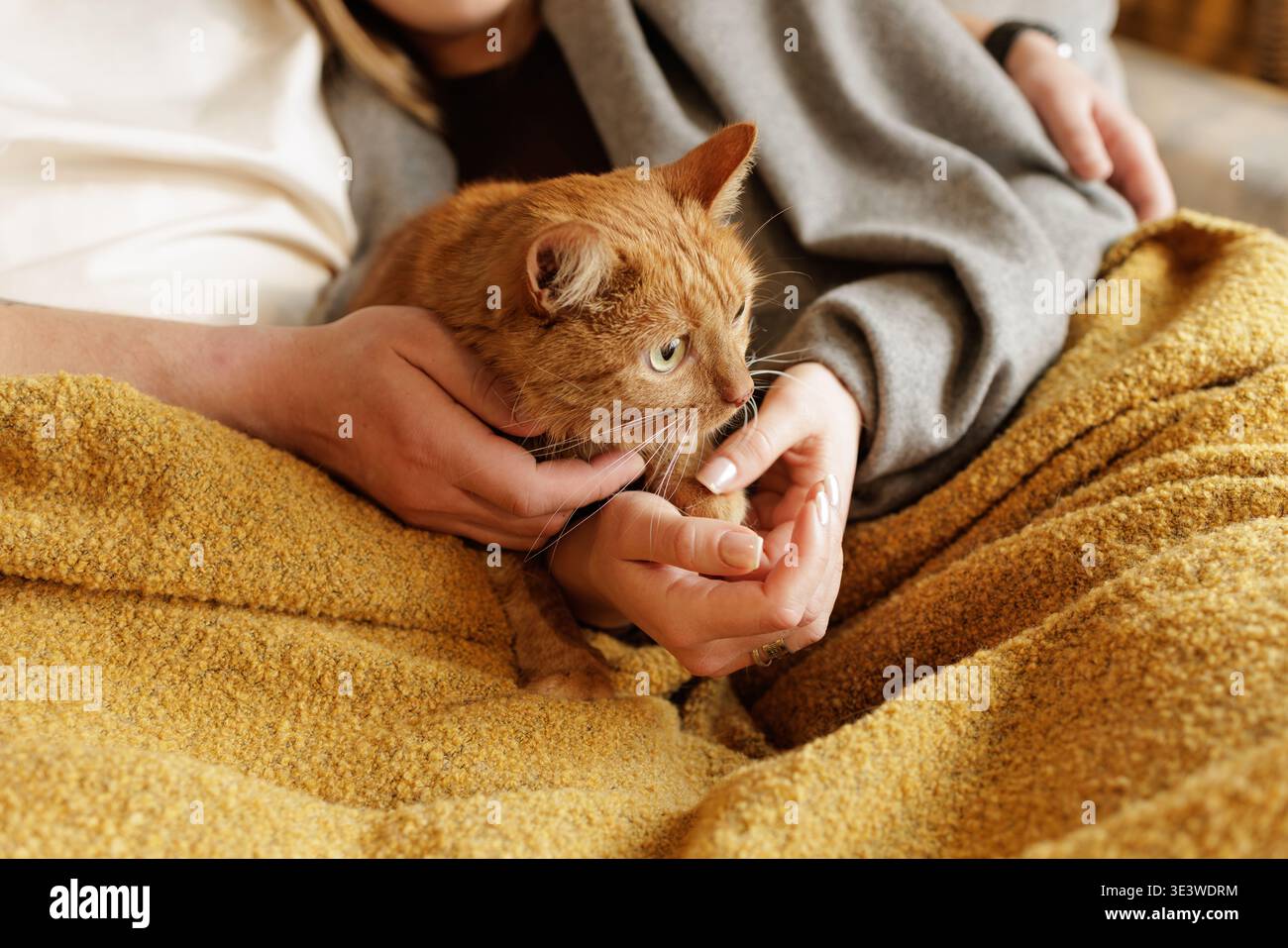 Primo piano di una persona che tiene delicatamente un gatto zenzero su una coperta morbida in casa, trasportando cura, comfort e compagnia. Ideale per la pubblicità sulla cura degli animali domestici Foto Stock