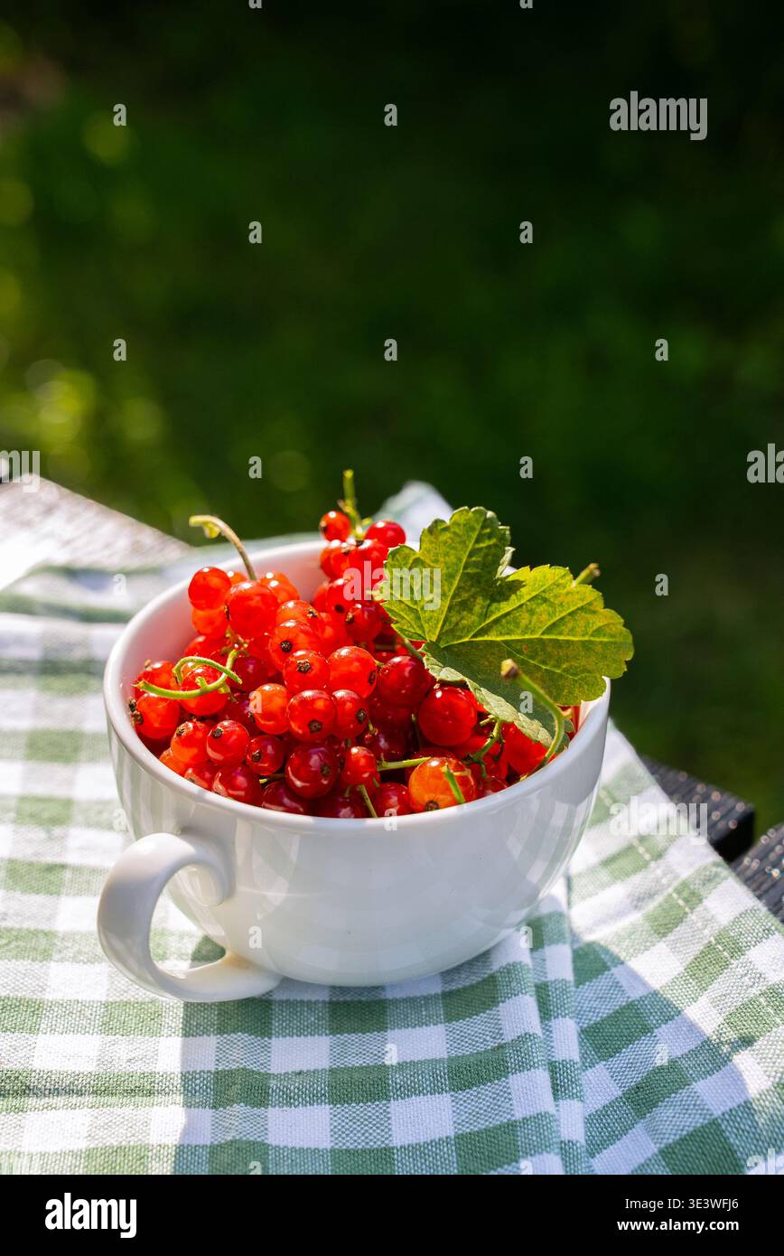 Una tazza bianca trabocca di vivaci bacche coltivate in casa, catturando l'essenza del raccolto stagionale e di una vita sana. La tazza poggia su un panno a scacchi Foto Stock
