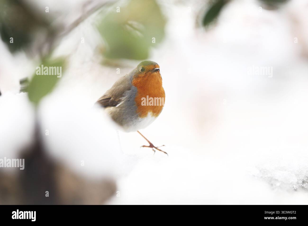 Un robin europeo sorge graziosamente su un terreno innevato, circondato da un sottile fogliame. La scena cattura l'essenza della fauna selvatica in inverno, ambientata in Foto Stock